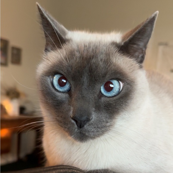 Meet your Posher, Carrie - Picture 4 of 10